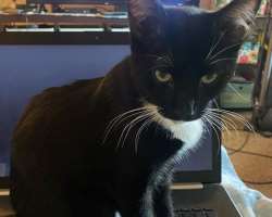 She is an animal lover and has a cute black cat in her home She is an animal lover and has a cute black cat in her home.